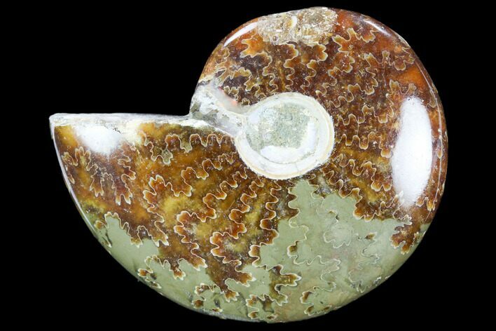 Polished, Agatized Ammonite (Cleoniceras) - Madagascar #119094